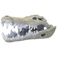 EXOTIC ENVIRONMENTS NILE CROCODILE SKULL For Discount