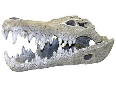 EXOTIC ENVIRONMENTS NILE CROCODILE SKULL For Discount