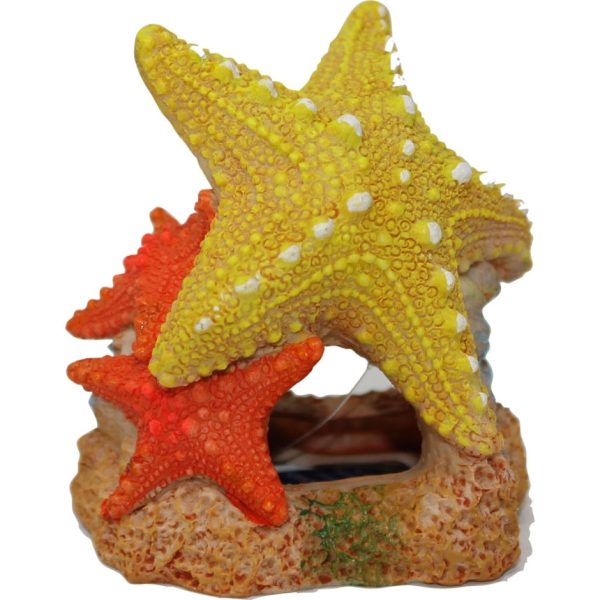 EXOTIC ENVIRONMENTS SEA STAR DUO Online